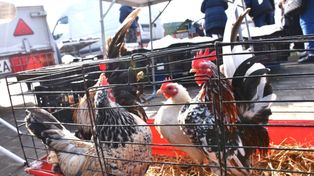 Sławno: Niedzielny targ rolniczy. Przybyły tłumy