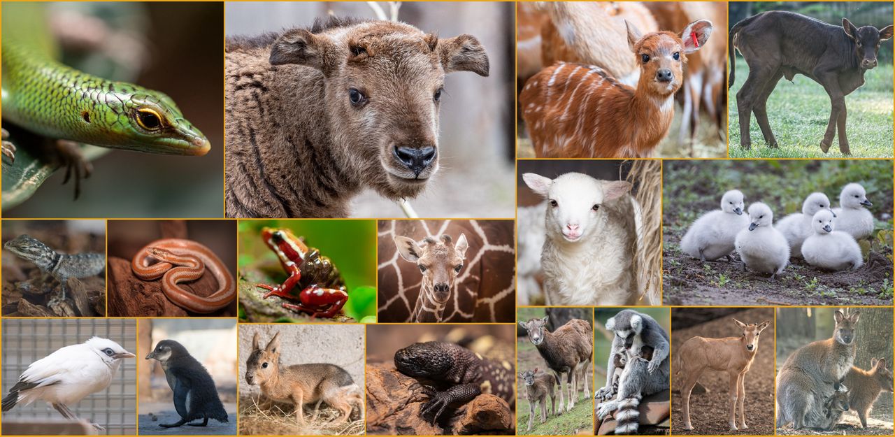 Wrocław. Słodka dzieciarnia w zoo. Sto maluchów do zobaczenia