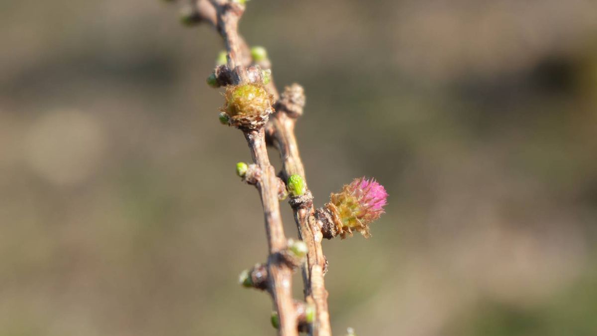 Karkonoski Park Narodowy pokazał zdjęcie kwitnących właśnie modrzewi, to duża nowość