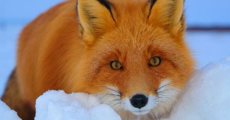 Firefox z nowymi ustawieniami: mniej kategorii to więcej przewijania