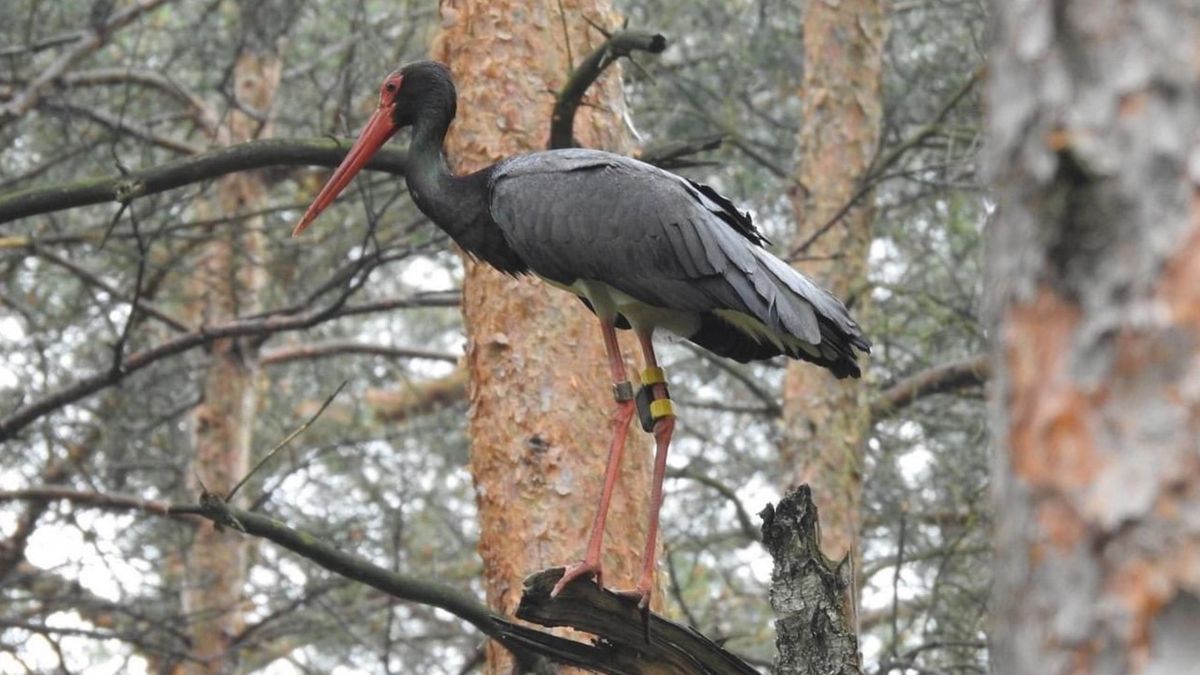 Nadleśnictwo Bolewice przekazało nowinę