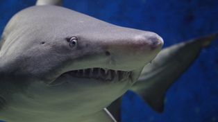 Naukowcy odkryli ślady pradawnego oceanu. Na pustyni znaleziono zęby rekina sprzed milionów lat