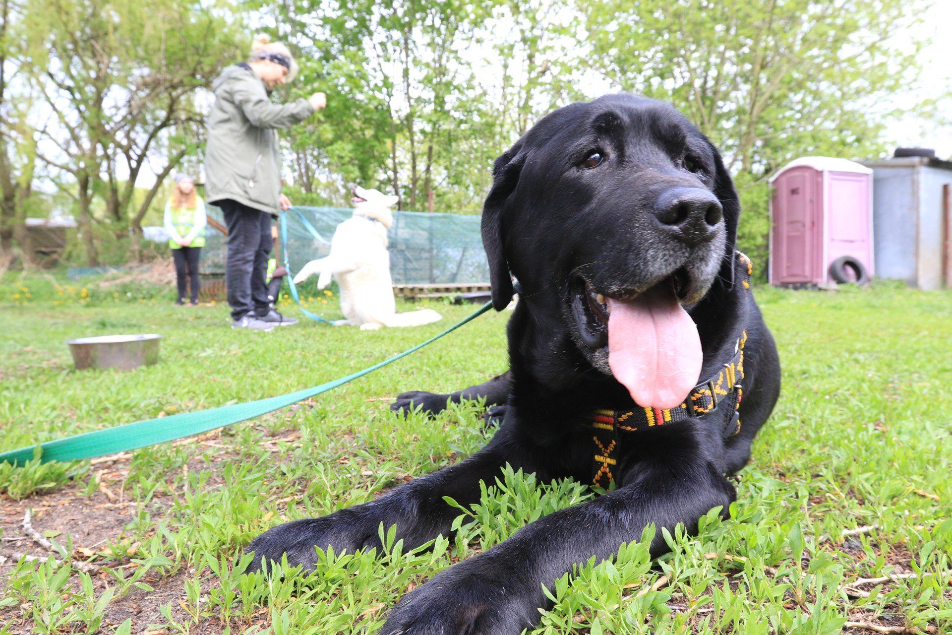 Gdzie zgłaszać błąkające się czworonogi?  Samo ogłoszenie w mediach społecznościowych nie wystarczy.