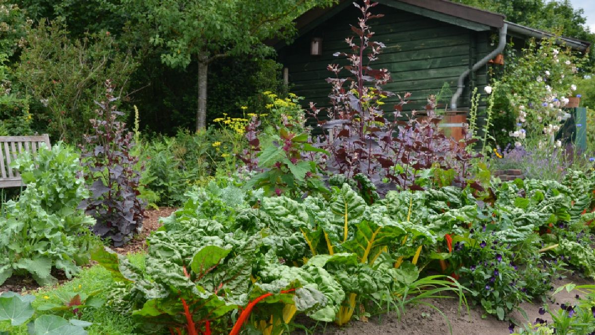 Na działkach dochodzi do wielu kradzieży