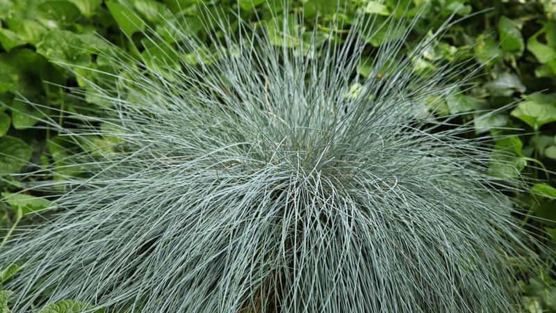 Kostrzewa sina, czyli popularna niebieska trawa - uprawa, pielęgnacja i inne porady