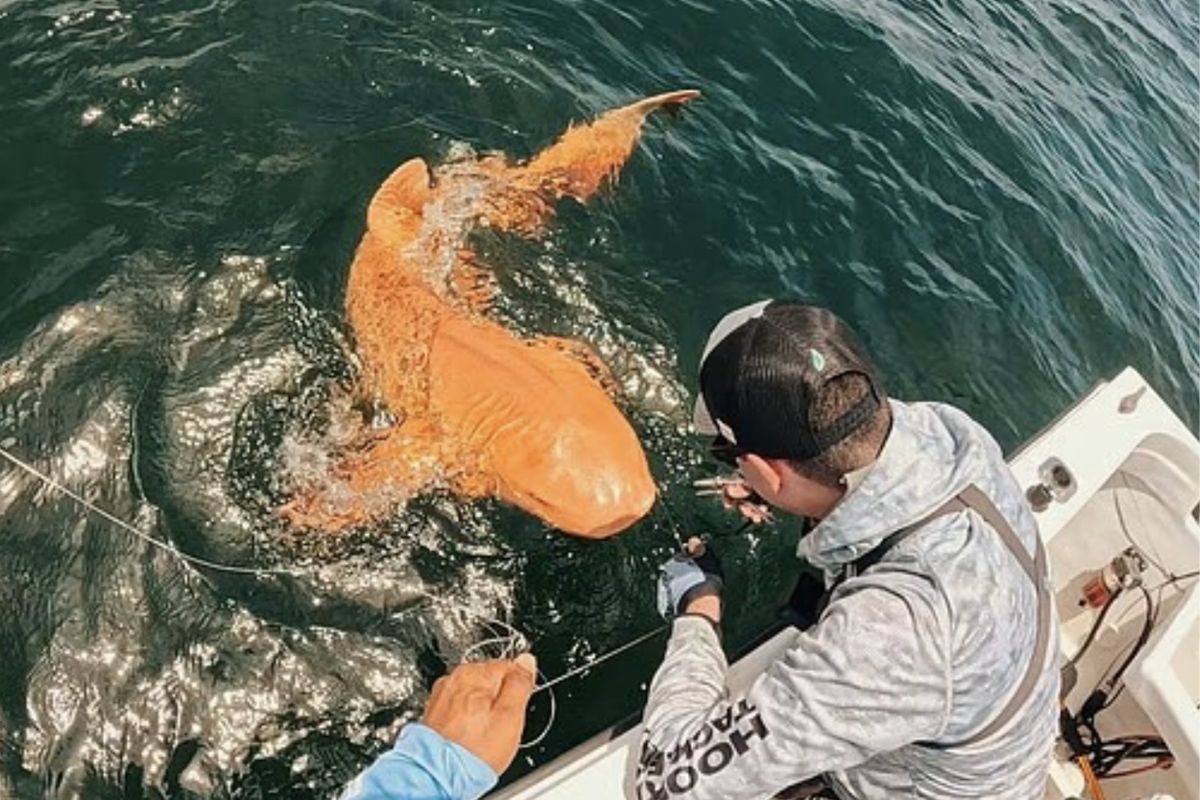 Wędkarze niemal doznali szoku. Taką rybę wyłowili. To ewenement