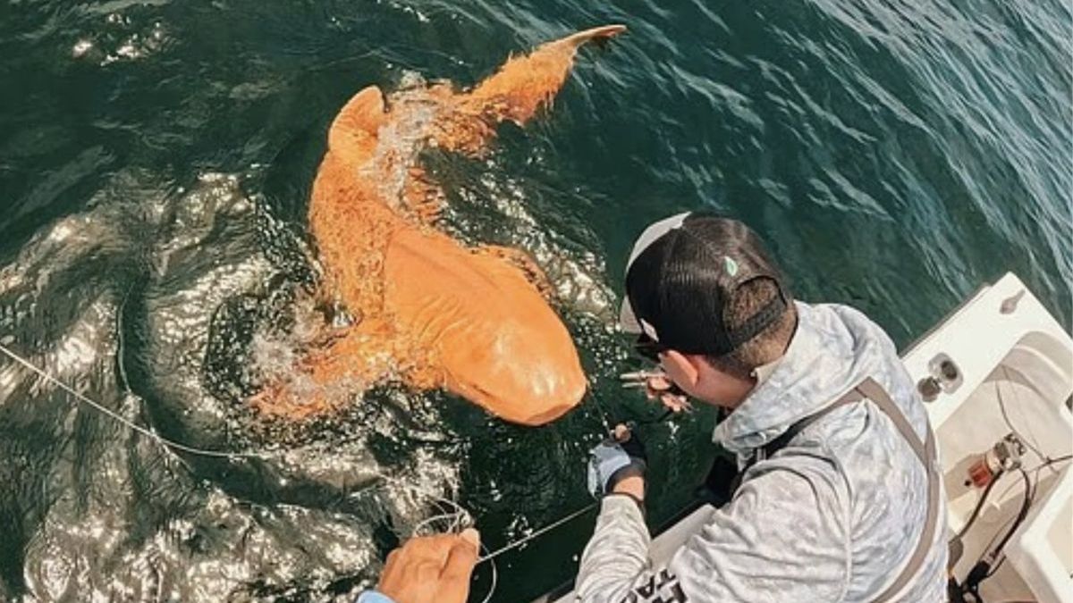 Pomarańczowy rekin zaskoczył naukowców