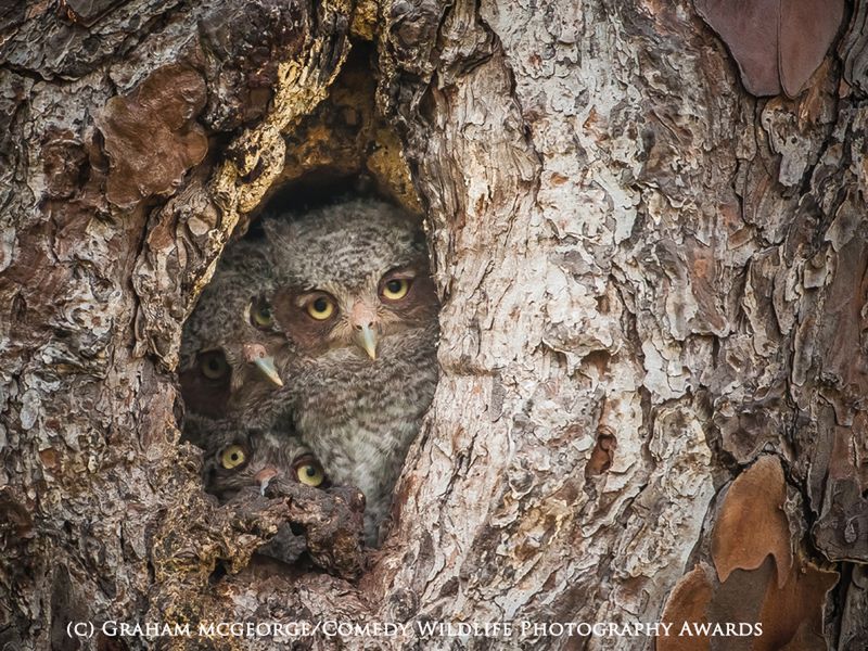 Fotografia przyrodnicza na bardzo wesoło, czyli konkurs 2015 Comedy Wildlife Photography Awards 8