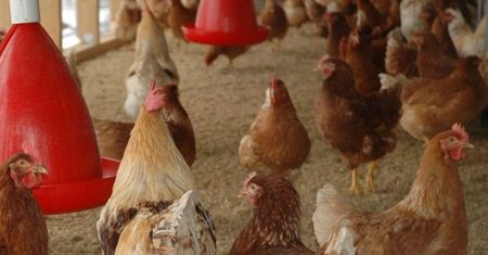 Niemcy walczą z ptasią grypą. Wybito 400 tys. sztuk drobiu