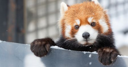 Firefox 70 już do pobrania: Automatyczny tryb ciemny i optymalizacje pod maską