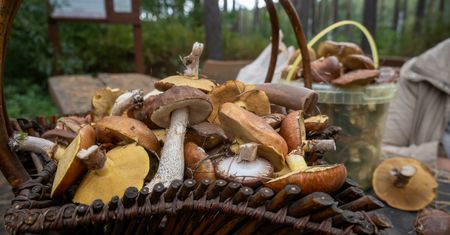 Weszła do lasu na grzyby. Po chwili musiała dzwonić do męża