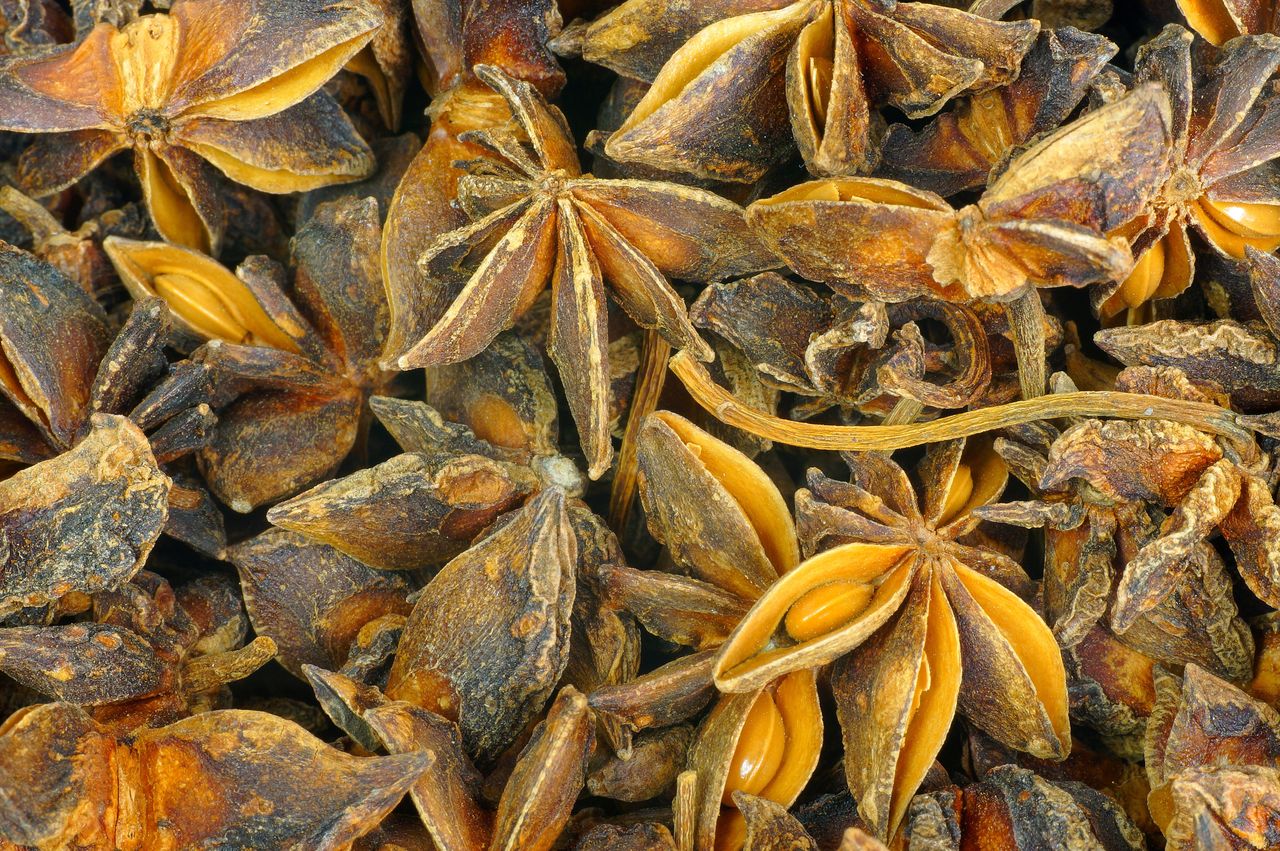 Anise: The spice transforming holiday and everyday meals