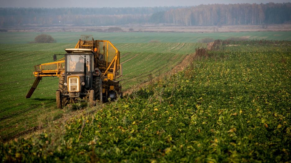 Zaobserwowano mszycę trzmielinowo-burakową ,która  atakuje  młode zasiewy buraka cukrowego