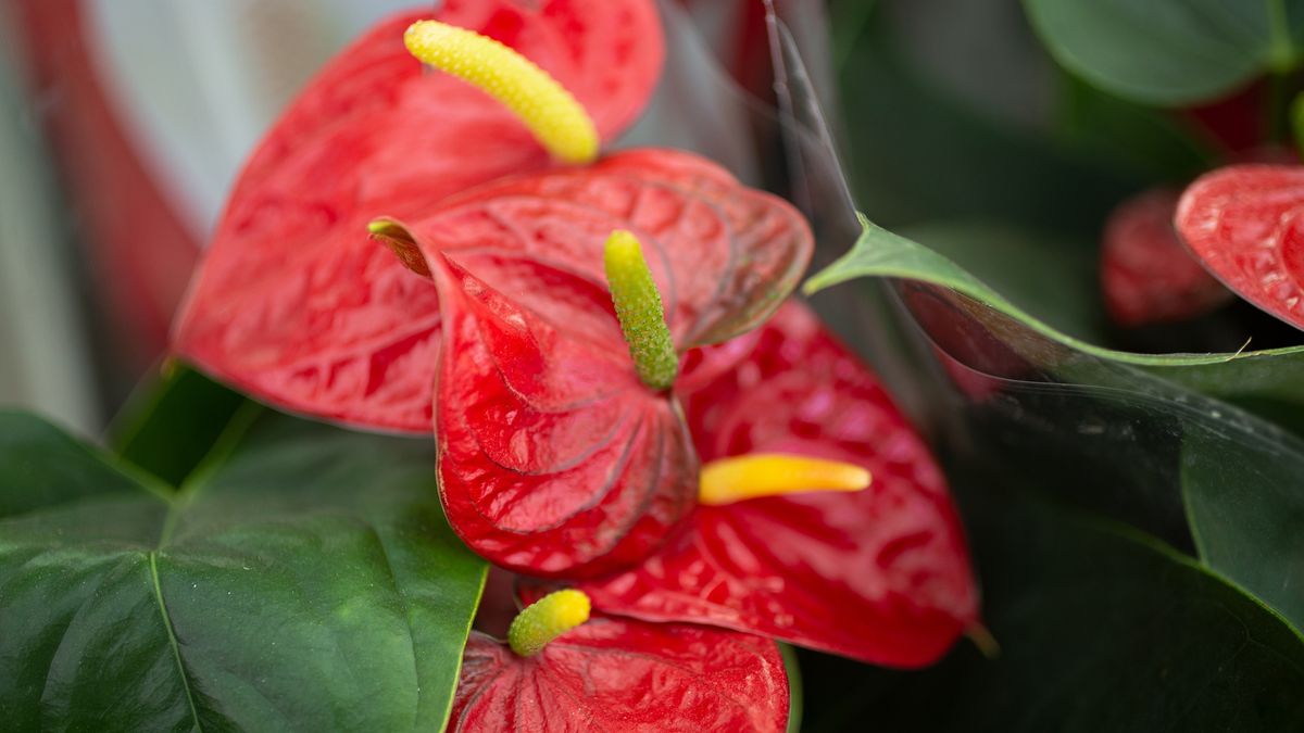 Domowa odżywka do roślin doniczkowych