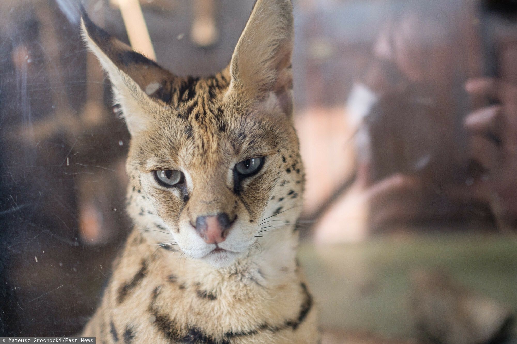 Serwal w warszawskim zoo 