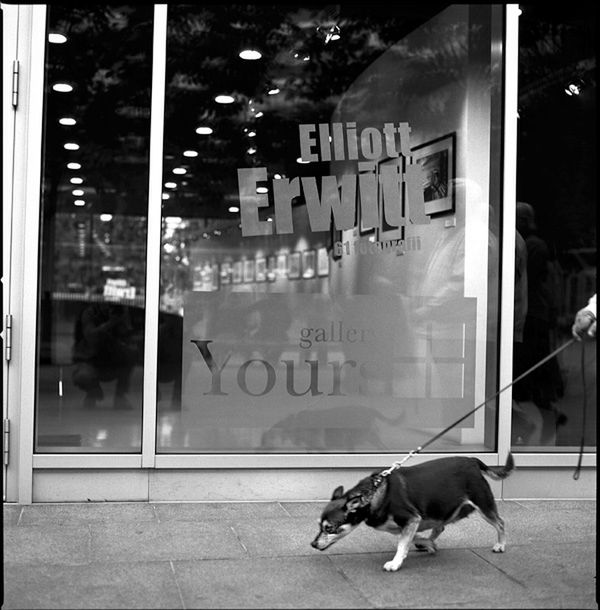 „Dog Stories" - pieskie życie na czarno-białych fotografiach Roberta Kresy 33