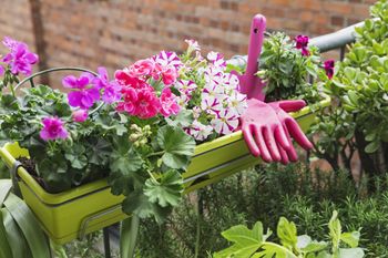 Posadź razem z pelargoniami. Balkon utonie w kwiatach
