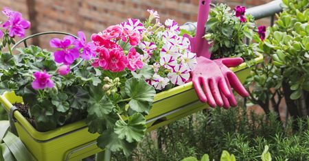 Posadź razem z pelargoniami. Balkon utonie w kwiatach