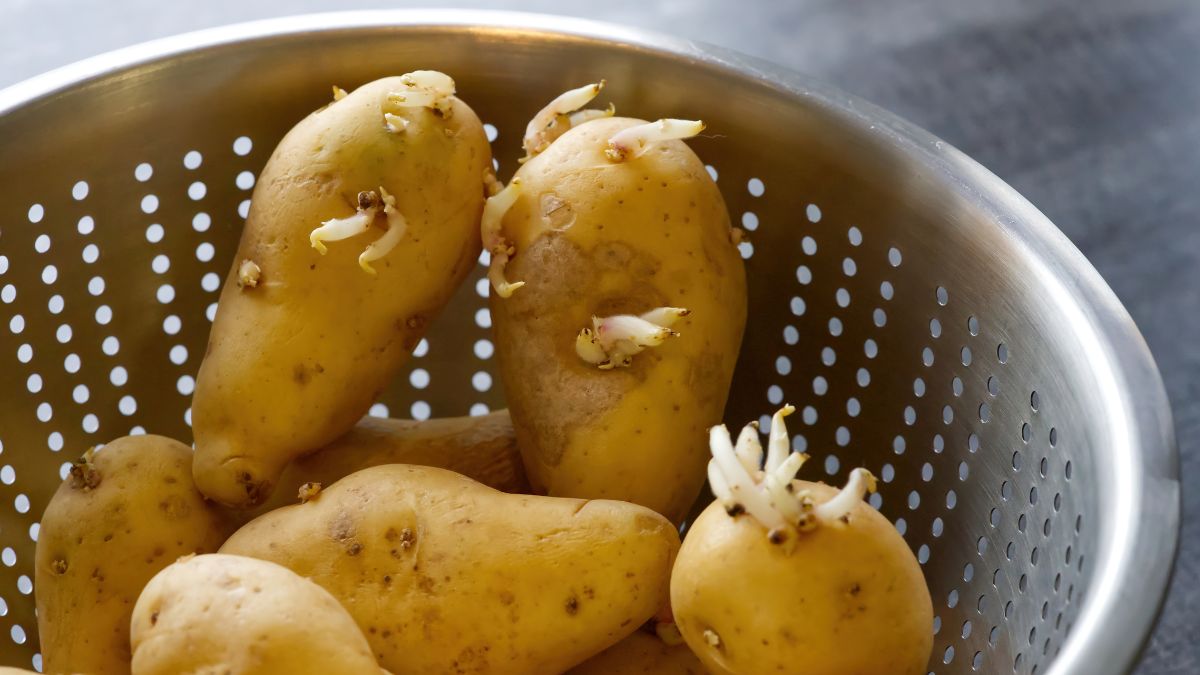 Jak prawidłowo przechowywać ziemniaki?