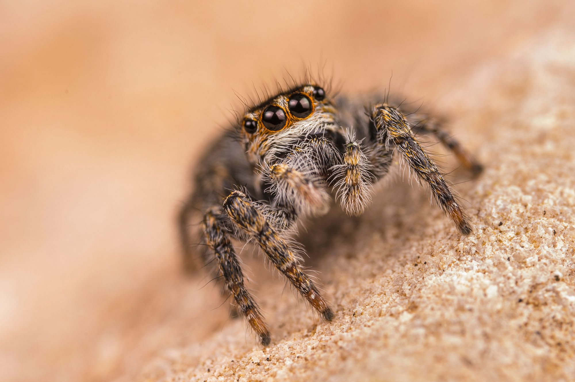 Oczekiwany obiektyw Laowa 100 mm f/2.8 Super Macro już jest! 7