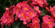 Begonia koralowa, czyli begonia plamista ma piękne liście i kwitnie