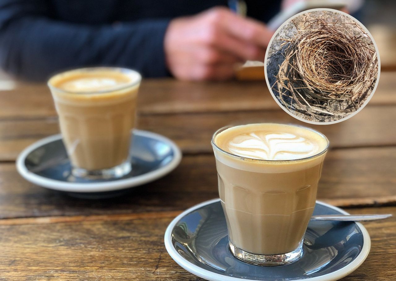 Soy-cocoa drink with bird's nest shows promise for health issues