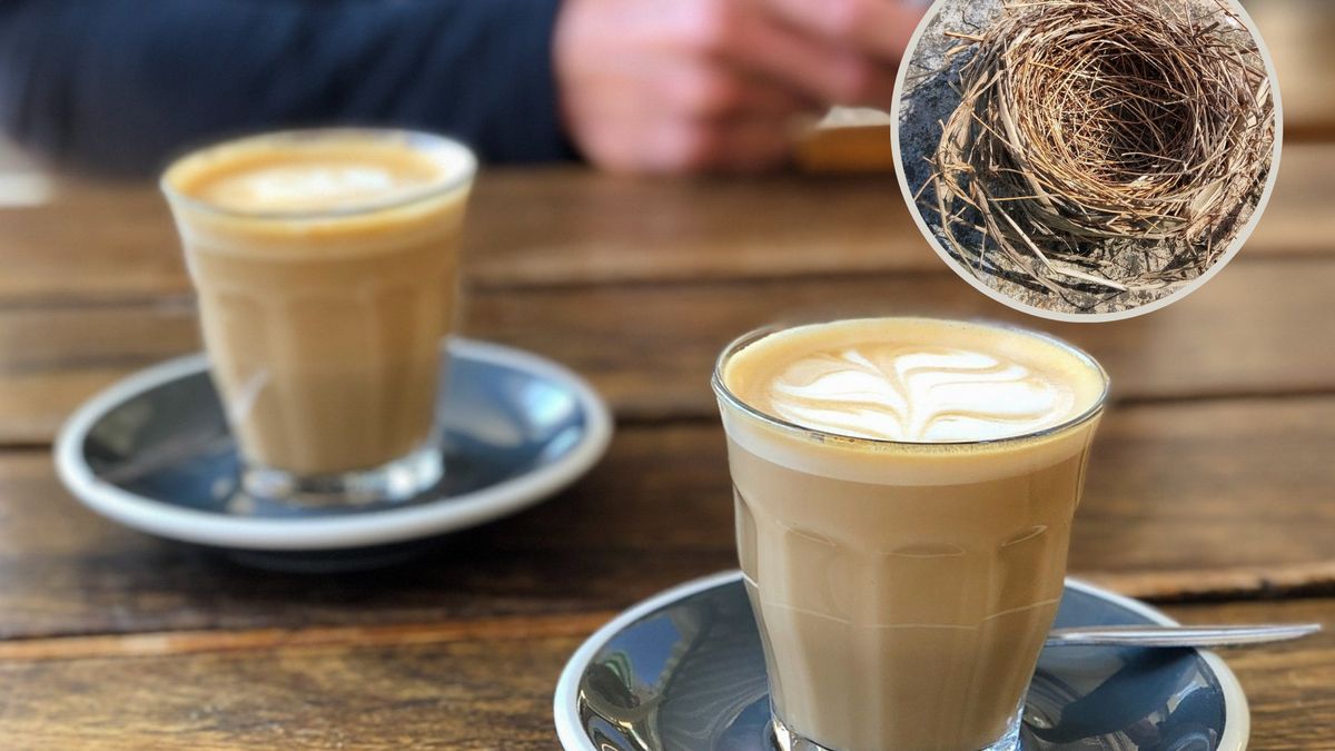 Ptasie gniazda w napoju. Mają pomóc w chorobach