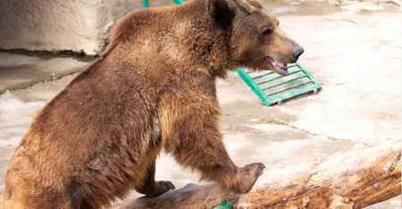 Kobieta rzuciła 3-letnią córkę na pożarcie. Reakcja niedźwiedzia? Bezcenna