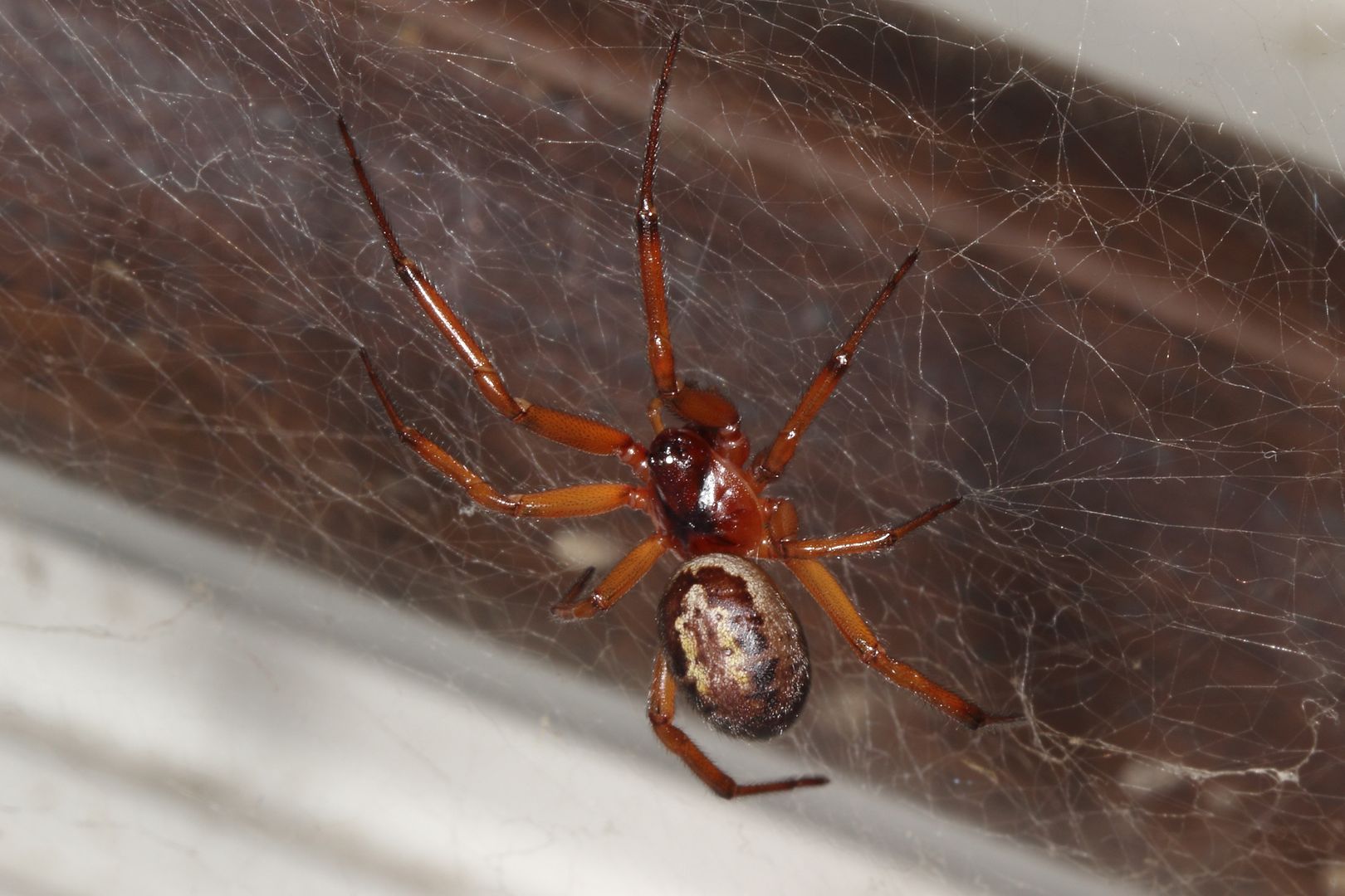 Najniebezpieczniejszy pająk Wielkiej Brytanii. "Moja noga spuchła jak balon"