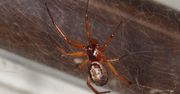Najniebezpieczniejszy pająk Wielkiej Brytanii. "Moja noga spuchła jak balon"