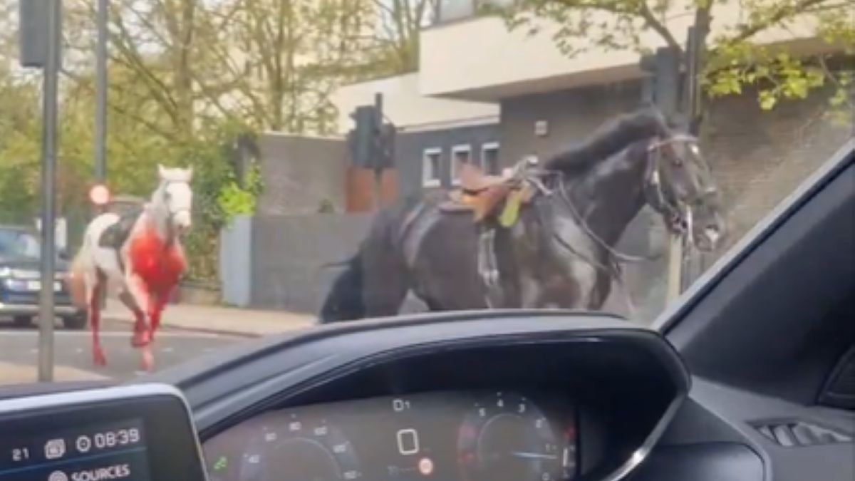Konie bez jeźdźców galopowały przez centrum Londynu