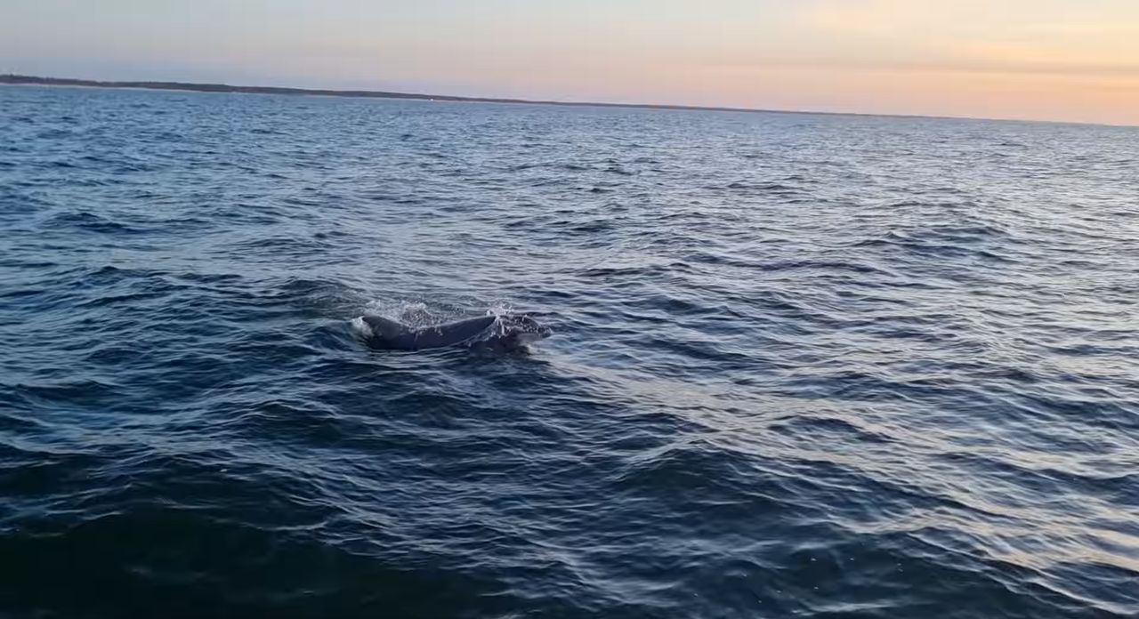 Delfiny w Bałtyku. Zwierzęta nagrano niedaleko Kołobrzegu