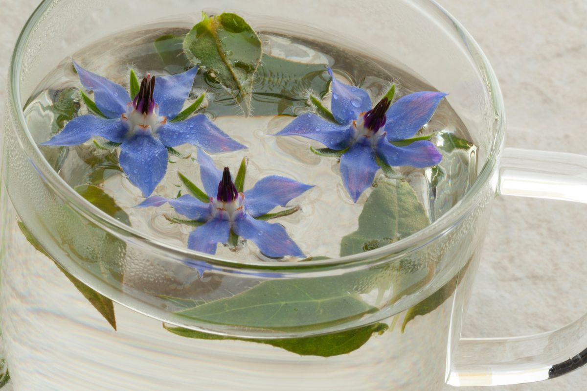 Borage is appreciated in natural medicine.