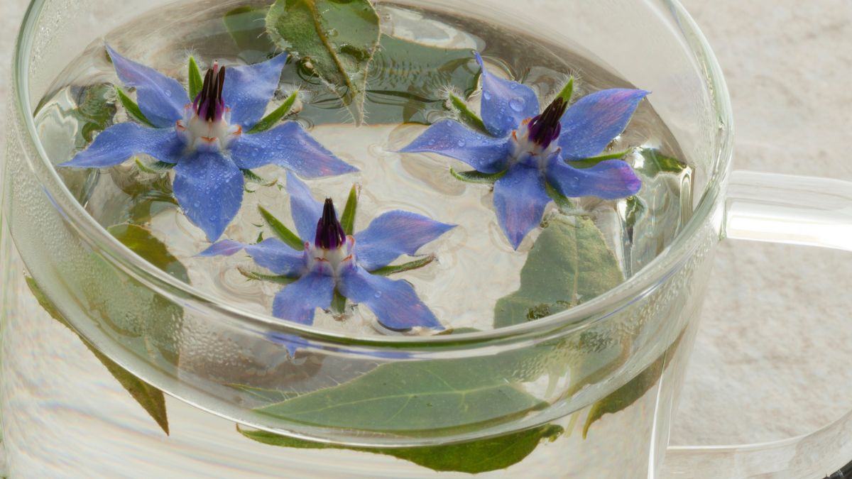 Ogórecznik lekarski doceniany jest w medycynie naturalnej 