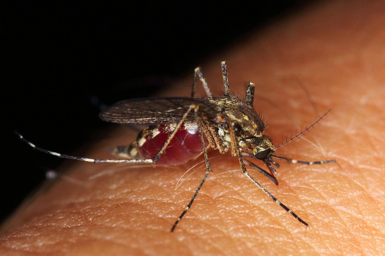 Why mosquitoes love certain people. The surprising link to blood type and summer strolls