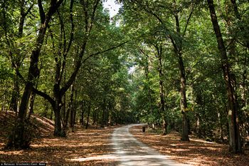 KE grozi Polsce karami. Chodzi o wyrok TSUE ws. lasów