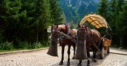 Nowy starosta tatrzański o przyszłości konnego transportu nad Morskie Oko