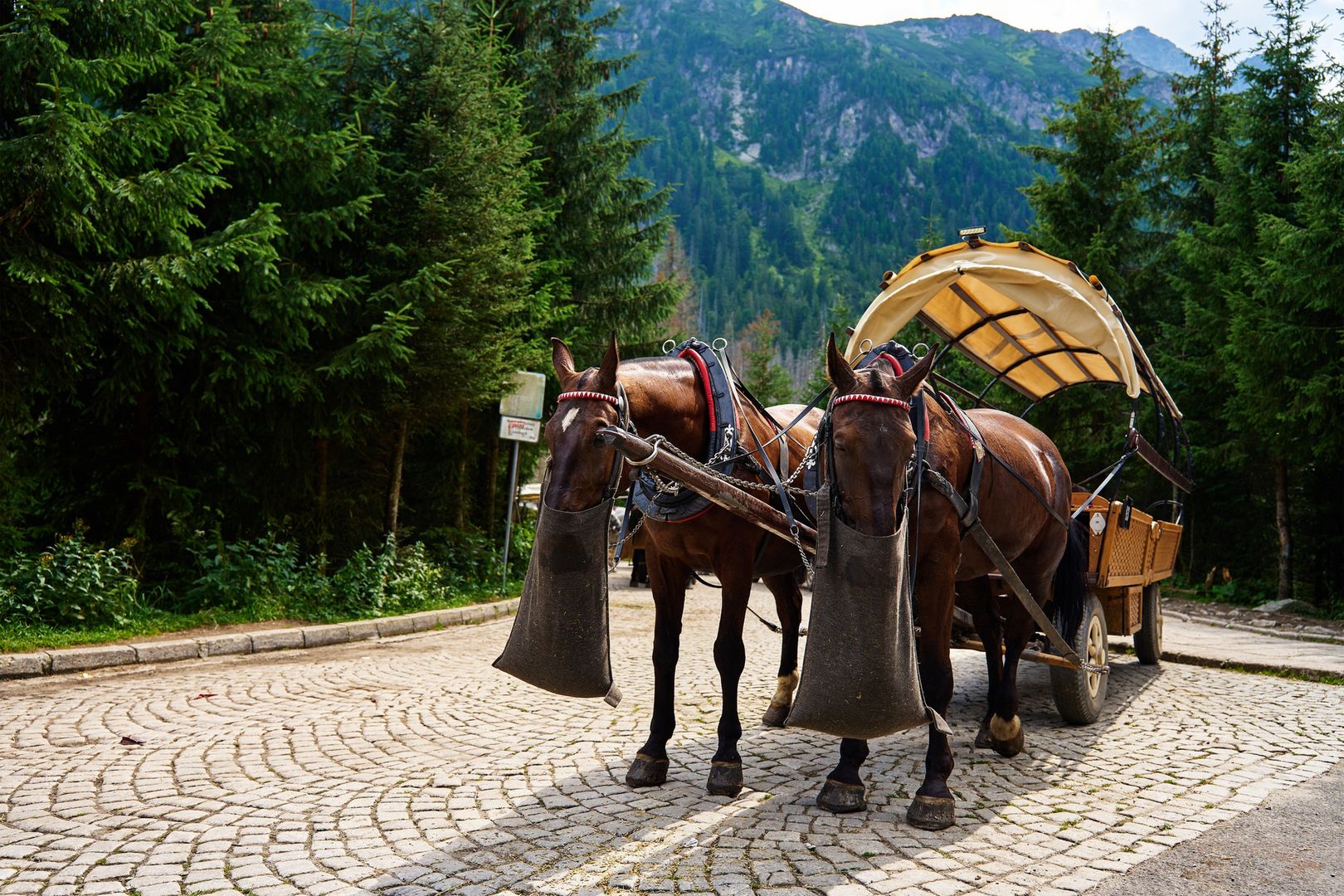 Nowy starosta tatrzański o przyszłości konnego transportu nad Morskie Oko