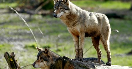 Horror na Podlasiu. Mężczyzna cały w krwi. "Widok był przerażający"