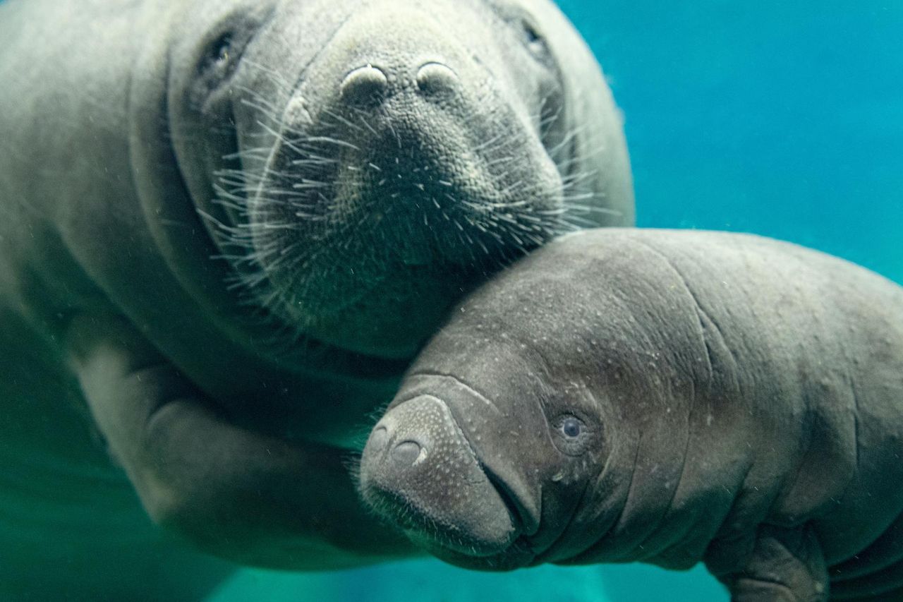 Zoo we Wrocławiu. Na świat przyszedł przedstawiciel zagrożonego gatunku