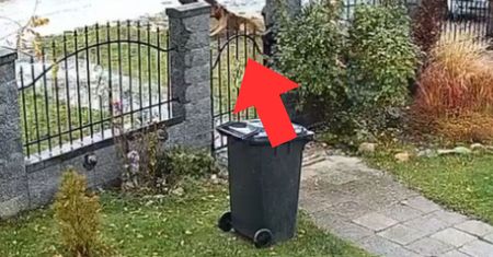Podszedł do psa. Pokazali, co zrobił. "Okrutny człowiek"