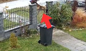 Podszedł do psa. Pokazali, co zrobił. "Okrutny człowiek"