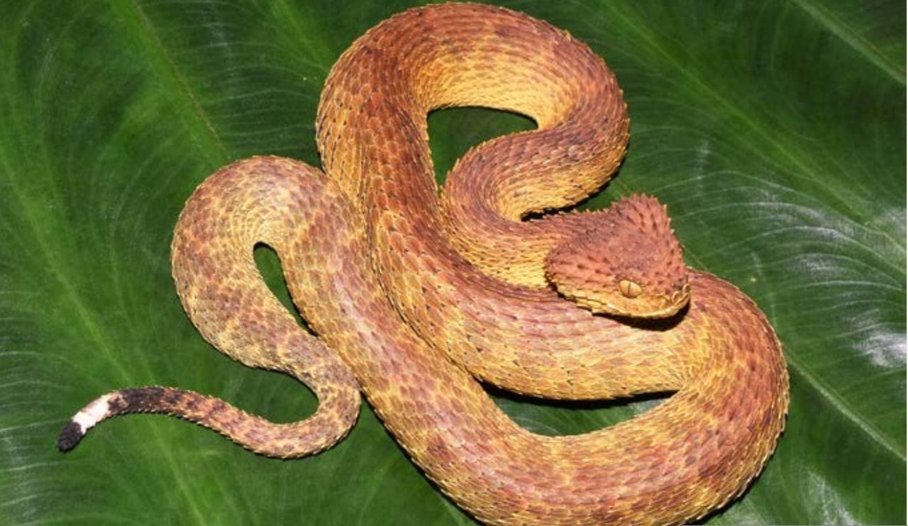 Bush Viper (Atheris mongoensis), WWF report, Jean-François Trape