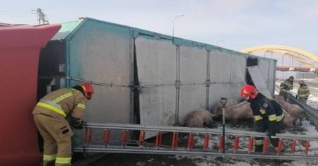 Utrudnienia na autostradzie A1. Świnie wybiegły na jezdnię
