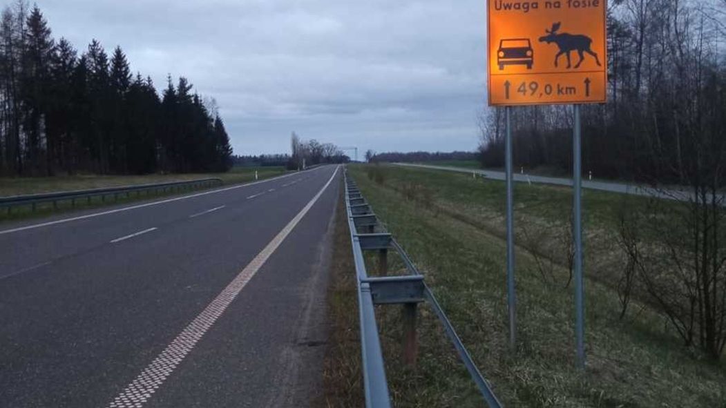 Zderzenie z łosiem może być bardzo groźne i dla człowieka