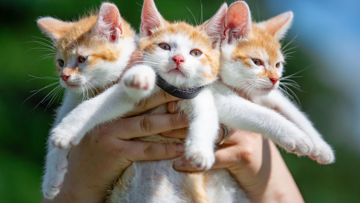 kociak, zwierzak, kociaki, domowe, domowy, futro, charakter, rude, ssak, drobny, portret, natura, kotki, bobasy, koty, urocze, miot, mruczenie, wibrysy, kastracja, kot europejski, adopcja kota, trzy koty, panleukopenia, odrobaczenie, sterylizacja, rozmnażanie, umaszczenie, zdrowie kota, weterynarz, behawioryzm