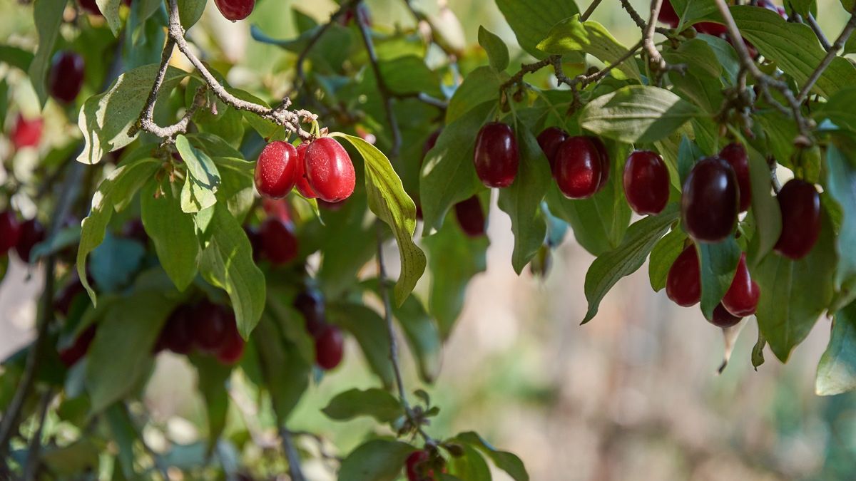 Dlaczego warto jest przetwory z derenia?