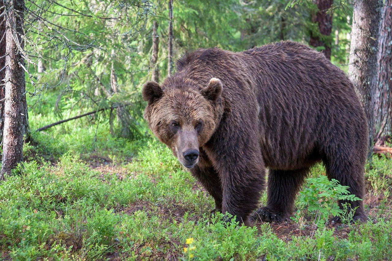 Odstrzelą 350 niedźwiedzi. Ekspert: "Katastrofa". Mówi o zagrożeniach