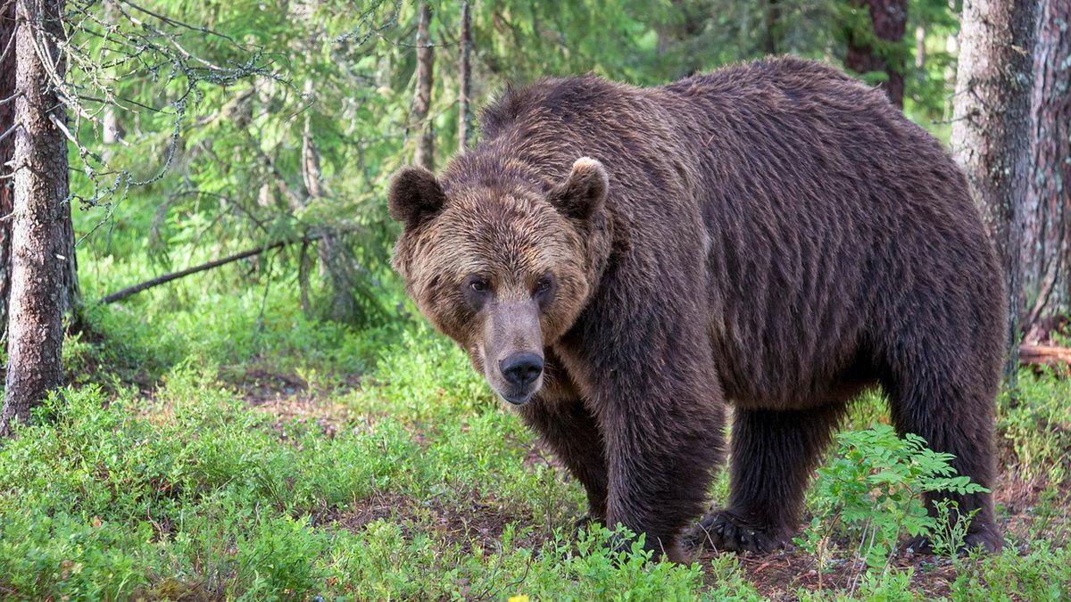 Słowacja planuje eliminację 350 niedźwiedzi.