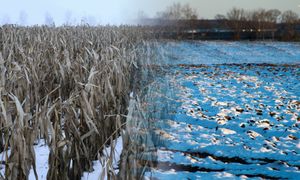 Siarczyste mrozy wpłyną na uprawy? Dojdzie jeszcze inny czynnik